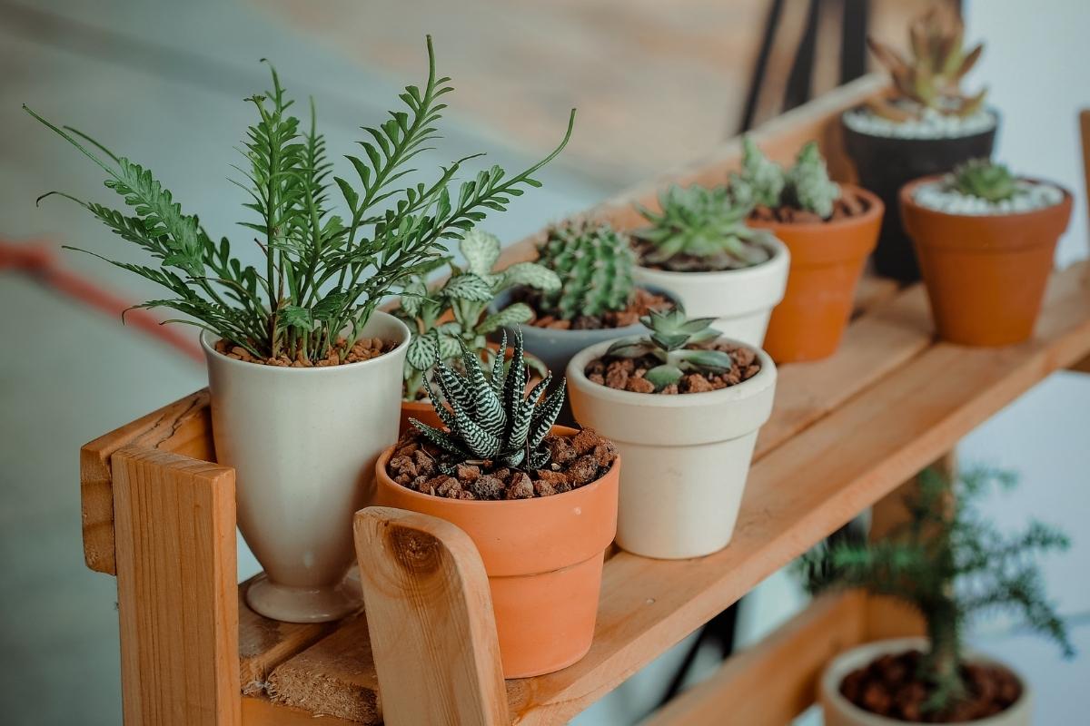 Décorer avec des plantes les meilleures plantes d’intérieur et comment les entretenir